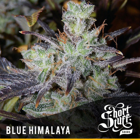 Short Stuff - Blue Himalaya